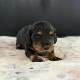 AKC Half Russian Light Pink Collar Female - Black and tan female Dachshund puppy in Calera, Alabama from Southern Sky Dachshunds