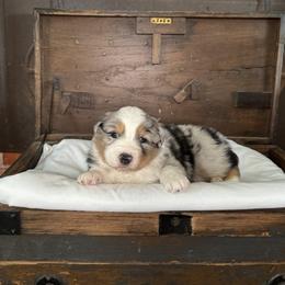 Australian Shepherd Puppies from Hannah Taylor