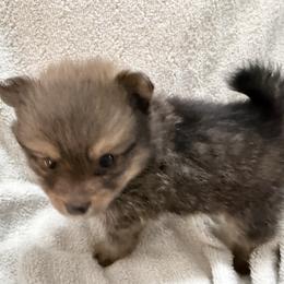 Girl 2 - Black and tan female Pomeranian puppy in Conroe, Texas from Maxi’s Poms, LLC