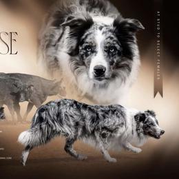 Border Collie puppies from High Velocity Stockdogs