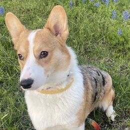 American Corgis from Vacaloca Corgis