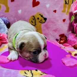 Blue fawn boy - Blue male Boston Terrier puppy in Rosston, Arkansas from Green Acre Boston Terriers