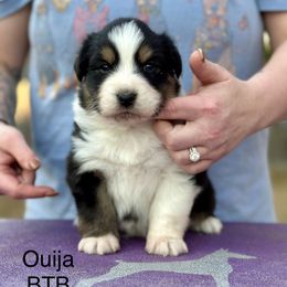 Ouija - Black tri-color female Australian Shepherd puppy in Augusta, Georgia from Incendia Aussies & Dobies
