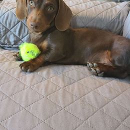 TJ - Dachshund