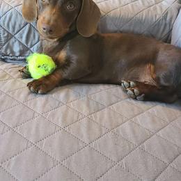 TJ - Dachshund