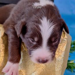 COSMO- rtm - Red tri-color male Australian Shepherd puppy in Salem, Arkansas from Patchwork Kennels