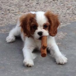 Cavalier King Charles Spaniel Puppies from RobinCreek Cavaliers