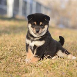 Hugo -FULL AKC REGISTRATION- - Black and tan male Shiba Inu puppy in Neosho, Missouri from Kenny Cave K9s