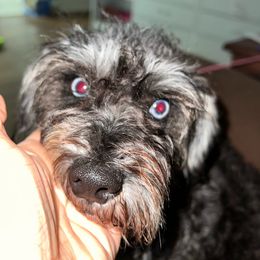 Sugar - Miniature Schnauzer