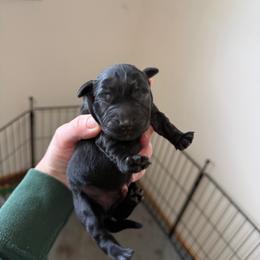 Pink - Black female Labrador Retriever puppy in Buckley, Washington from Buckley Labradors