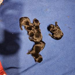 Boy 3 - Black male Scottish Terrier puppy in Seligman, Arizona from Magnum Scottish Terriers