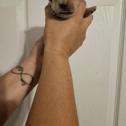 Girl 1 - Golden female Golden Retriever puppy in Hamilton, Mississippi from Keller's Retrievers