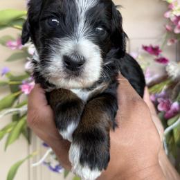 Ian - Tri-color male Bernedoodle puppy in Yuciapa, California from AlltheDoodlez_