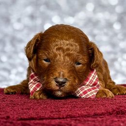 Sampson - Red  male Poodle puppy in Monroe, North Carolina from Toy Poodle Shenanigans
