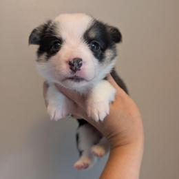 Avril - Black and tan female American Corgi puppy in Garrett, Indiana from Chloe's Colorful Corgis