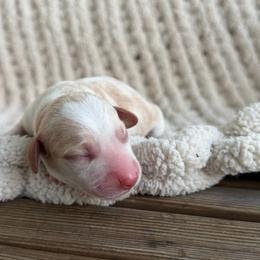 Acuña - Piebald male Dachshund puppy in Blackstone, Virginia from Dainty Dachshunds