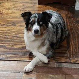 Sam - Australian Shepherd