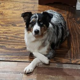 Sam - Australian Shepherd