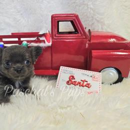 Badger - Blue and white male Chihuahua puppy in Bowdon, Georgia from Paschal's Pups
