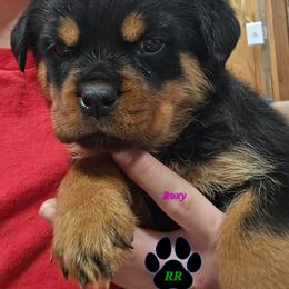 Roxy - Black and mahogany female Rottweiler puppy in Tangent, Oregon from Raya's Royals