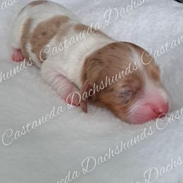 Donald - Piebald male Dachshund puppy in Lees Summit, Missouri from Castaneda Dachshunds