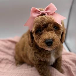 Lana - Red  female Goldendoodle puppy in Loveland, Colorado from Littledoodles2love