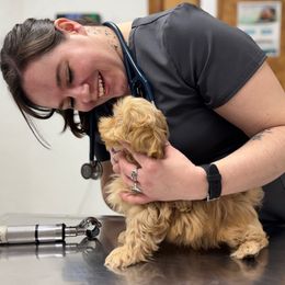 Butterscotch - Cream and white male Shih Tzu puppy in Hayden, Idaho from Phoenix Shih Tzu