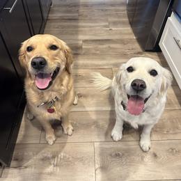 Golden Retriever All Grown Up from Emma Bekker