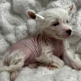 Chinese Crested Puppies from JJ’s Pawz and Clawz