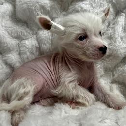 Chinese Crested Puppies from JJ’s Pawz and Clawz
