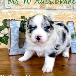 Australian Shepherd and Miniature Australian Shepherd Puppies from L Bar W Aussie Ranch