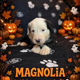 MAGNOLIA - Black and white female Sheepadoodle puppy in Riverside, California from Downtown Doodles & Frenchies