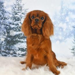 Aina - Cavalier King Charles Spaniel