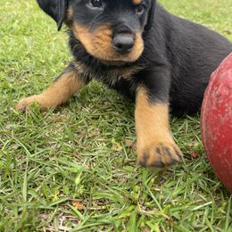 Rottweiler Puppies from Vom Allegiance Haus