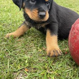 Rottweiler Puppies from Vom Allegiance Haus