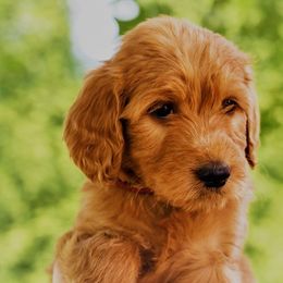 Sweet Pea - Apricot Goldendoodle puppy in Greer, South Carolina from South Paw Doodles