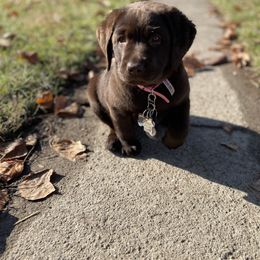 Labrador Retriever Puppies from Limestone River Labradors