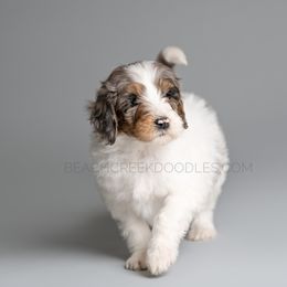 Bernedoodle and Goldendoodle Puppies from Beach Creek Kennel
