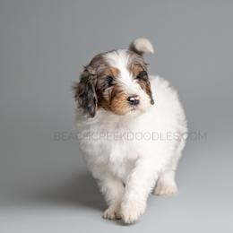 Bernedoodle and Goldendoodle Puppies from Beach Creek Kennel