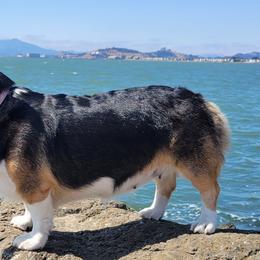 Winny - Pembroke Welsh Corgi