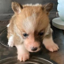 Donut - Sable female Pembroke Welsh Corgi puppy in Shelley, Idaho from Whistling Wind Corgi’s