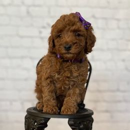 Poodles from Blue Heaven Poodles