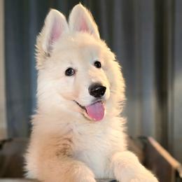 Garth - White male Shiloh Shepherd puppy in Anza, California from Stunning Shiloh Shepherds