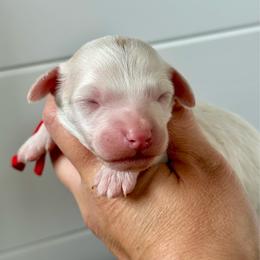 Red Boy - Cream male Goldendoodle puppy in Lowville, New York from DM Hilltop FURfamily