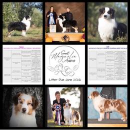 Rigatoni Boy 6 - Red merle male Australian Shepherd puppy in Walnut Creek, California from Sweet Magnolia Aussies