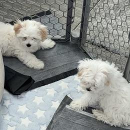 Maltipoo Puppies from Antonae Wallace