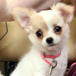 Eden - Chihuahua