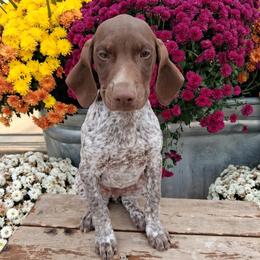 Boy 3 - Liver roan male German Shorthaired Pointer puppy in Potosi, Wisconsin from Point and Flush Gun Dogs