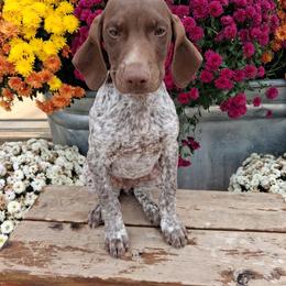 Boy 3 - Liver roan male German Shorthaired Pointer puppy in Potosi, Wisconsin from Point and Flush Gun Dogs