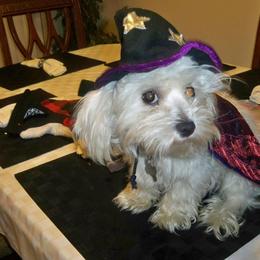 Lucky - Maltipoo